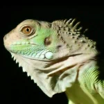 Animal iguana PFP
