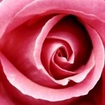 Download Nature Rose PFP