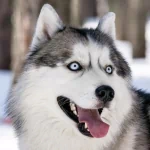 Animal siberian husky PFP