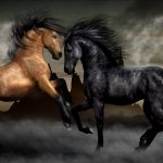 Forum avatar featuring a dynamic image of two horses, one brown and one black, galloping against a dramatic, cloudy background.