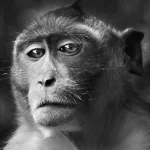 Animal monkey PFP