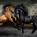 Animal horse PFP