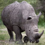  Rhinoceroses