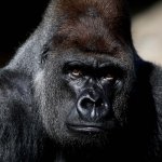 Download Animal Gorilla PFP