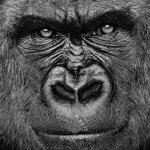 Download Animal Gorilla PFP