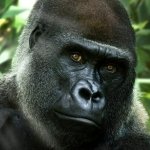Download Animal Gorilla PFP
