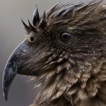 Download Animal Kea PFP