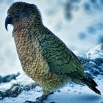 Download Animal Kea PFP