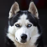 Animal husky PFP