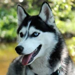Animal husky PFP