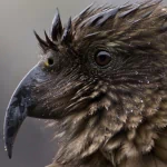  Bird - Kea
