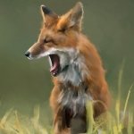 Download Animal Fox PFP