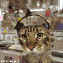 Funny forum avatar featuring a cat wearing a headset, creating a humorous and lighthearted profile photo.