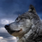 Download Animal Wolf PFP