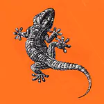 lizard Animal reptile PFP