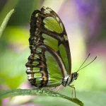 Animal butterfly PFP