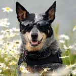 Download Animal Australian Cattle Dog PFP