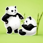 Download Animal Panda PFP