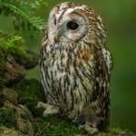 Download Animal Owl PFP