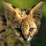 Download Animal Serval PFP