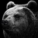Download Animal Bear PFP