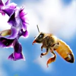  Hovering Bee 