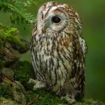 Animal owl PFP