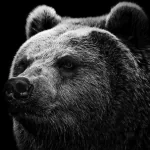 Animal bear PFP