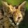 serval