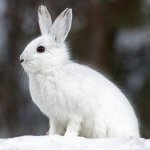 Download Animal Hare PFP