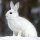 hare