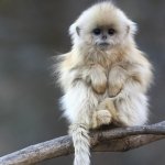 Download Animal Monkey PFP