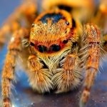 Download Animal Spider PFP