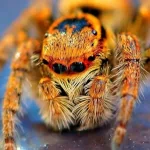 Animal spider PFP
