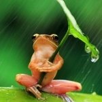 Download Animal Frog PFP