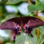 Download Animal Butterfly PFP