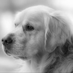 Download Animal Golden Retriever PFP