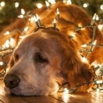 Download Animal Golden Retriever PFP