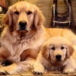 Download Animal Golden Retriever PFP