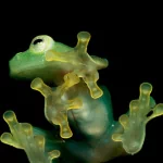 Animal frog PFP