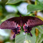 Animal butterfly PFP