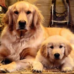 Animal golden retriever PFP