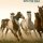 into the wild