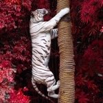 Download Animal White Tiger PFP