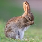 Download Animal Rabbit PFP