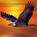 Animal bald eagle PFP