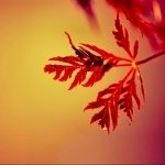 Download Nature Fall PFP