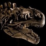 Download Animal Dinosaur PFP