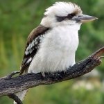 Download Animal Kookaburra PFP
