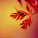 nature fall PFP